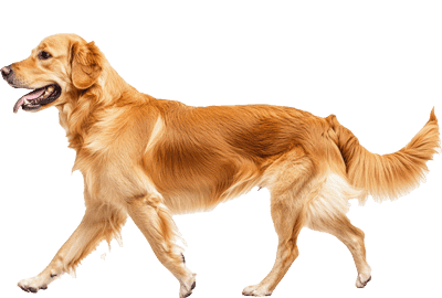 Illustration of a dog on a walk