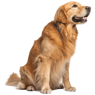 Golden retriever waiting happily at the store