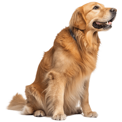 Happy golden retriever sitting and looking up